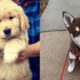 Cute And Funny Puppies Videos - Cute Puppies Doing Cute Things | Funny Dogs And Cats