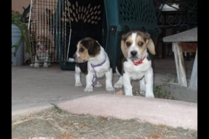 Cute Beagle Puppies Playing Funny Puppy Beagles Running Pets 8 Weeks Old Video