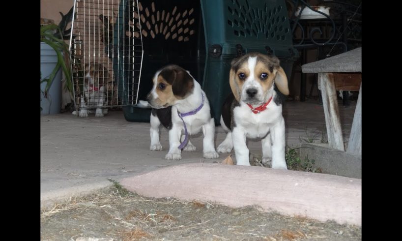 Cute Beagle Puppies Playing Funny Puppy Beagles Running Pets 8 Weeks Old Video