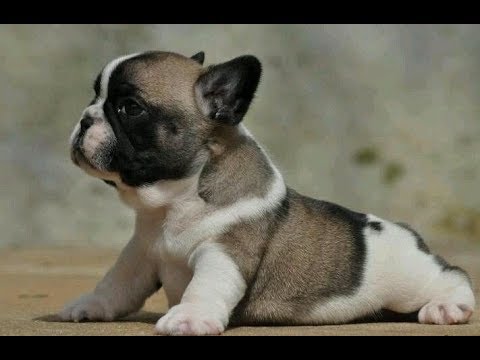 Cute Bulldog Francés video - Cute puppies Bulldog compilation