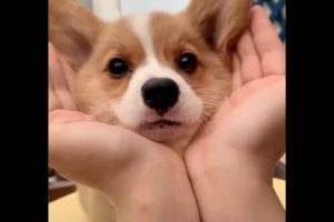 Cute Corgi Puppy Melting Hearts with the Cutest Tricks! Cute Puppies of the Internet