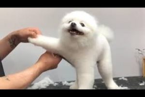 Cute, Funny Dogs ,Cats Animals and Puppies Haircut & Grooming Pet Stylist 2019 #2