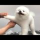 Cute, Funny Dogs ,Cats Animals and Puppies Haircut & Grooming Pet Stylist 2019 #2