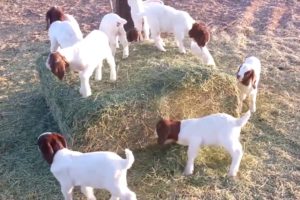 Cute Goats Playing Videos Compilation #animals #babyanimals #babygoats