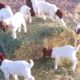 Cute Goats Playing Videos Compilation #animals #babyanimals #babygoats