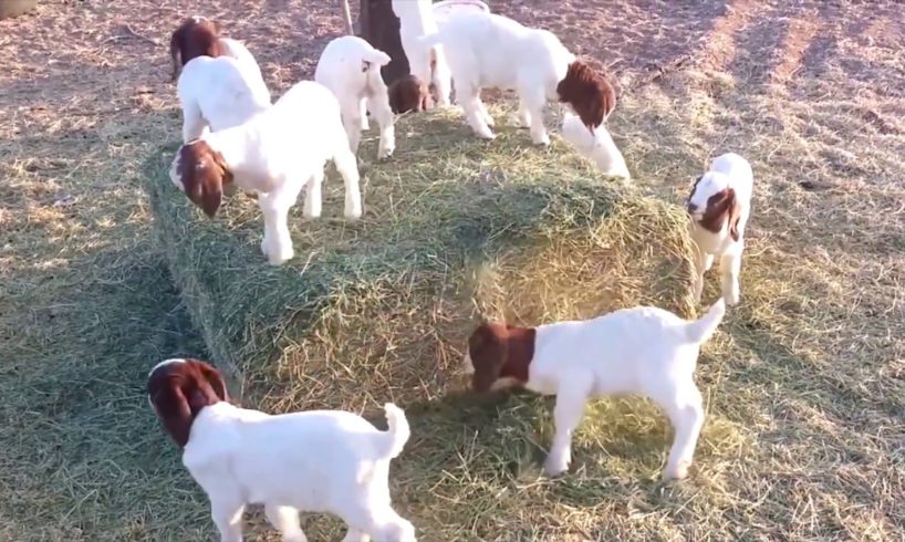 Cute Goats Playing Videos Compilation #animals #babyanimals #babygoats