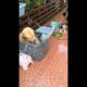 Cute Golden Retriever Playing Water - Animals Compilation