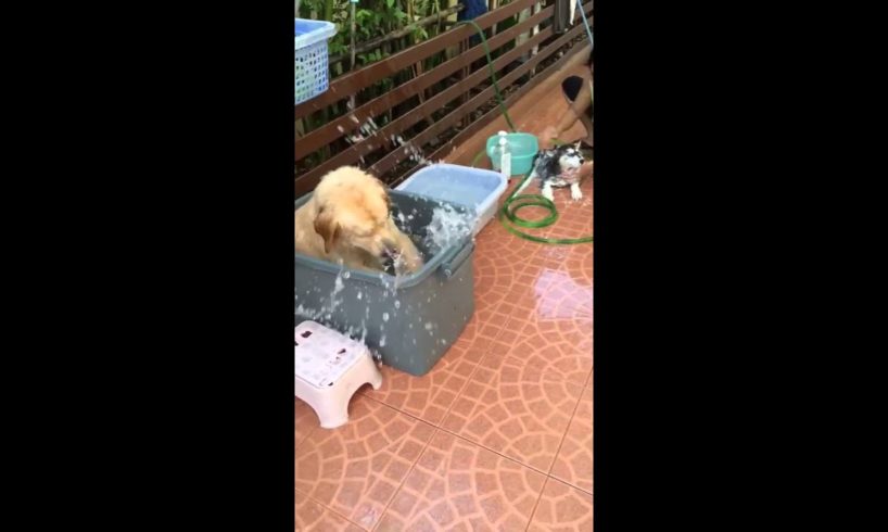 Cute Golden Retriever Playing Water - Animals Compilation