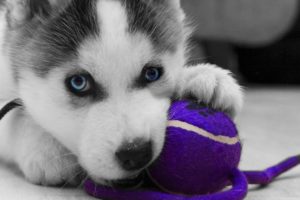 Cute Husky Puppies Doing Funny Things! Cutest Husky Puppies Compilation