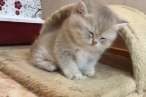 Cute Kittens Will Warm Your Heart