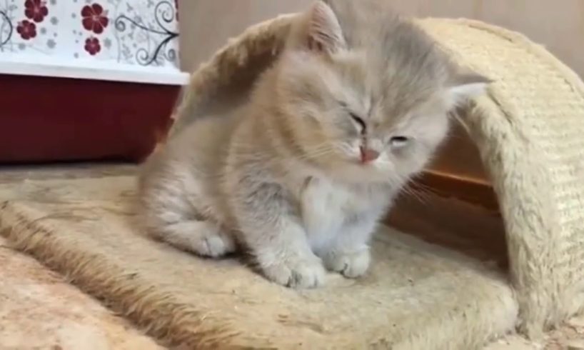 Cute Kittens Will Warm Your Heart