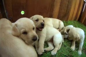 Cute Labrador Puppies Playing in The Garden