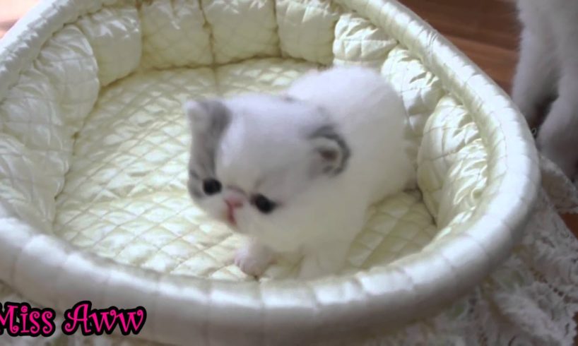 Cute Little Kitten Sneezes