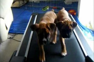 Cute Puppies - Adorable Boxer Puppies Running on a Treadmill