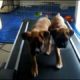 Cute Puppies - Adorable Boxer Puppies Running on a Treadmill