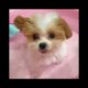 Cute Puppies Compilation 2018 ❤️ Cute Puppies Babies