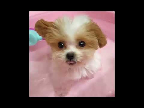 Cute Puppies Compilation 2018 ❤️ Cute Puppies Babies
