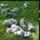 Cute Puppies | Cute Newborn Pitbull Puppies Compilation #2