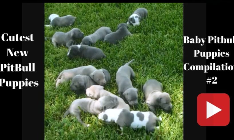 Cute Puppies | Cute Newborn Pitbull Puppies Compilation #2