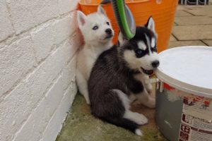 Cute Puppies Fighting Over Toy