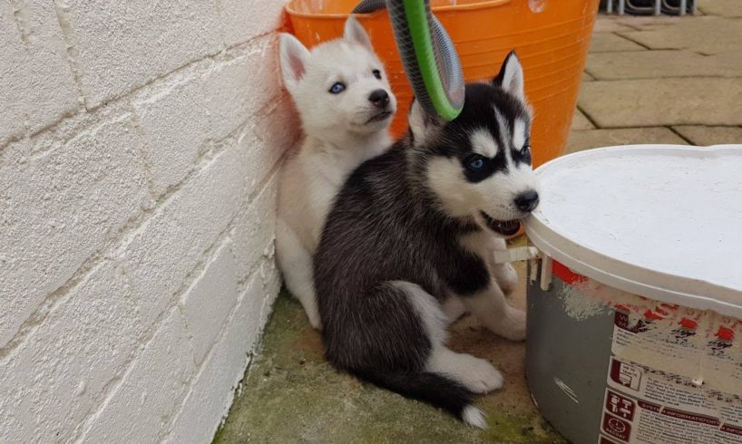 Cute Puppies Fighting Over Toy