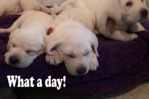 Cute Puppies Get Tiny Backpacks for First Day of Dog Training School