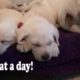 Cute Puppies Get Tiny Backpacks for First Day of Dog Training School