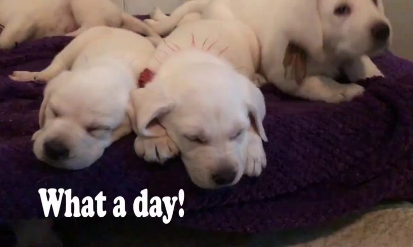 Cute Puppies Get Tiny Backpacks for First Day of Dog Training School