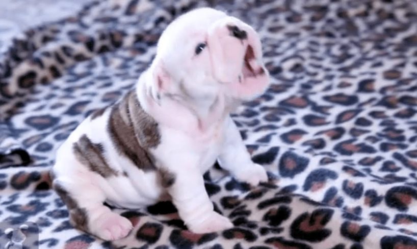 Cute Puppies Howling Videos Compilation 🔴 Cachorros Aullando Vídeo Recopilación
