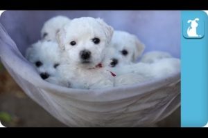 Cute Puppies In A Hammock - Puppy Love