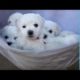 Cute Puppies In A Hammock - Puppy Love