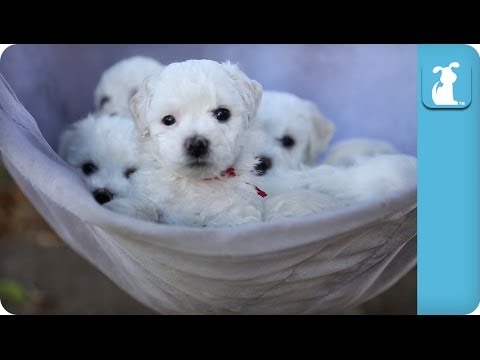 Cute Puppies In A Hammock - Puppy Love