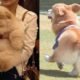 Cute Puppies In The World - Cute Puppies Breeds Videos - Puppies TV