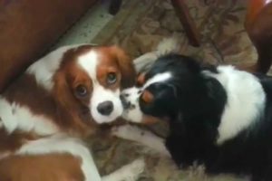 Cute Puppies Play Fighting - Brother and Sister