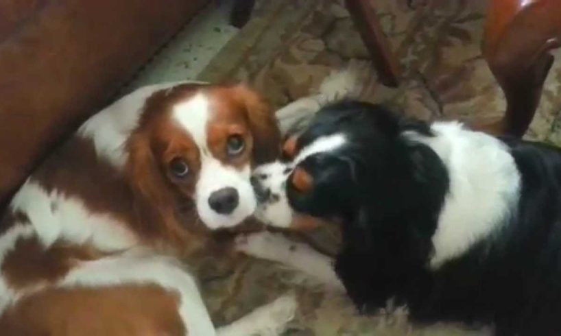 Cute Puppies Play Fighting - Brother and Sister