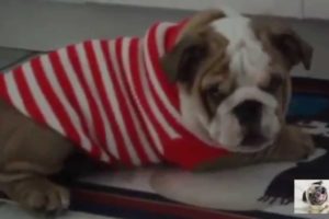 Cute Puppies Wearing Sweaters Compilation 2015 * BestUsaPuppies *