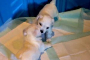 Cute Puppies Wrestling