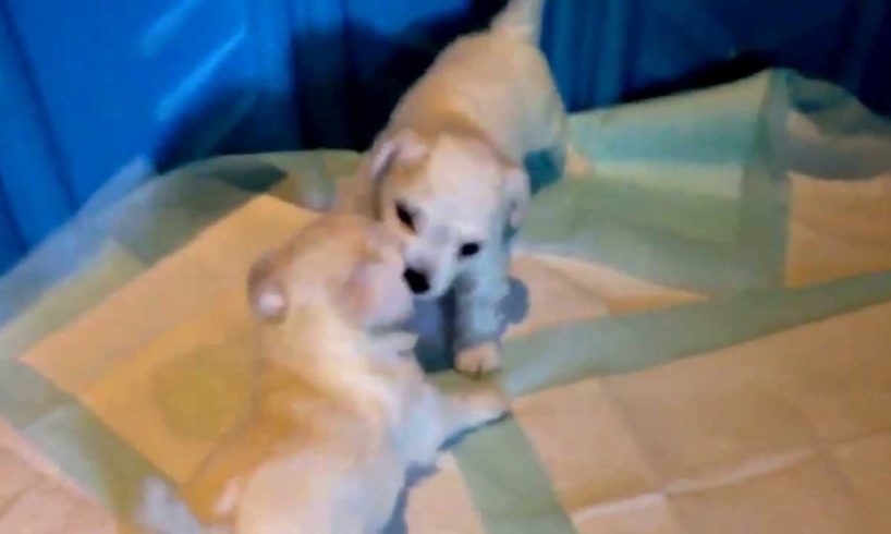 Cute Puppies Wrestling