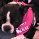 Cute Puppies & Dogs at Rescue Me Event - PawsWay Toronto - Hot Diggity!