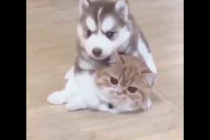 Cute Puppies & Kittens Playing Video Adorable Animals Compilation