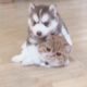 Cute Puppies & Kittens Playing Video Adorable Animals Compilation