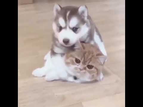 Cute Puppies & Kittens Playing Video Adorable Animals Compilation