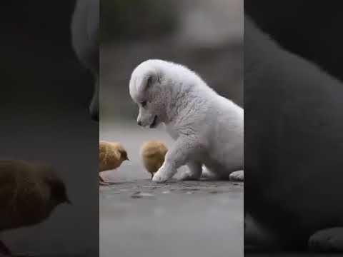 Cute Puppies and chicken Playing Together