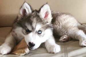 Cute Puppy Husky Videos - Cute Puppies In The World - Puppies TV