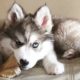 Cute Puppy Husky Videos - Cute Puppies In The World - Puppies TV