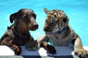 Cute Tiger & Puppy unlikely friends play together & Swim