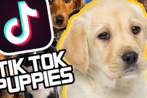 Cute Tik Tok Puppies Compilation