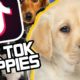 Cute Tik Tok Puppies Compilation