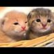 Cute baby Animals - Cutest moments of Puppies, Kittens and Pets 2019