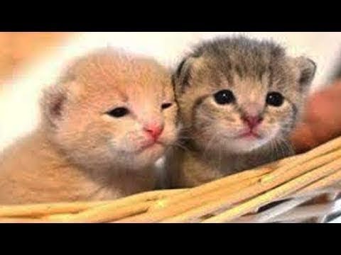 Cute baby Animals - Cutest moments of Puppies, Kittens and Pets 2019
